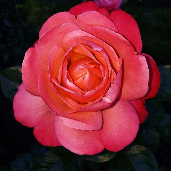 Meet your Posher, Veronica - Picture 1 of 1